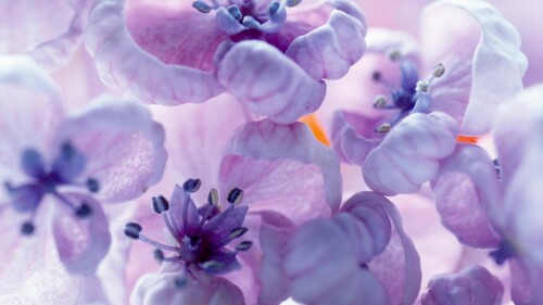LILAC FLOWERS, CLOSE-UP, NATIVE TO EUROPE AND ASIA INTRODUCED INTO NORTH AMERICA